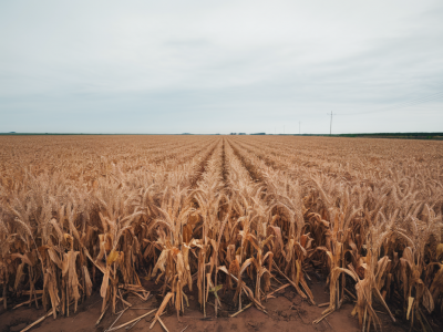 Le vrai impact de l’agriculture intensive sur la biodiversité et les sols