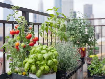 Comment installer un potager productif sur 3 m² de balcon et récolter tomates et aromatiques toute la saison